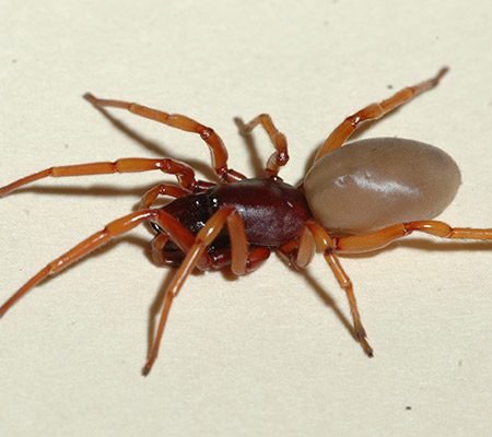 What to Know About the Woodlouse Spider in Your House