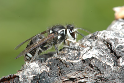 baldfaced hornet
