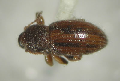 Weevil, Barypeithes pellucidus