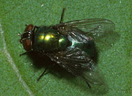 Blow fly