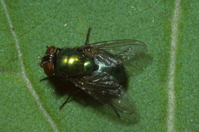blow fly