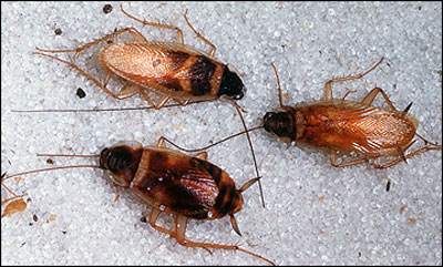 Brownbanded cockroach adult