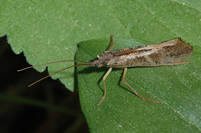 Caddisfly