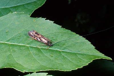 Caddisfly