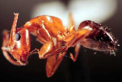 Carpenter ant, Camponotus nearcticus