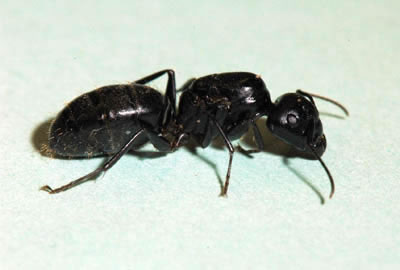 Carpenter ant queen