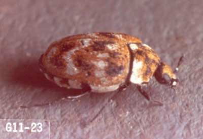 Carpet beetle