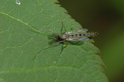 Aster leafhopper