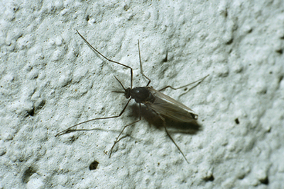 Aster leafhopper