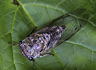 Annual cicadas