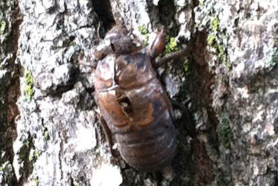 Cicada cast skins