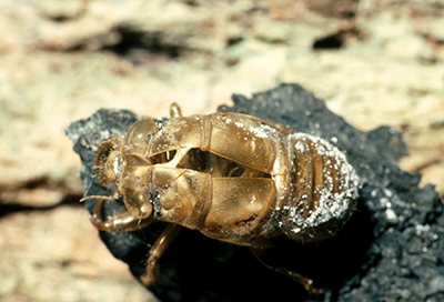 Cicada cast skins