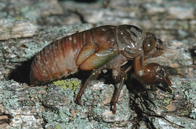 Cicada nymphs