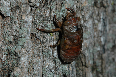Cicada nymphs