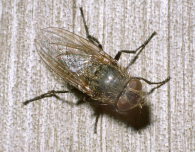 Cluster Fly  Yard and Garden