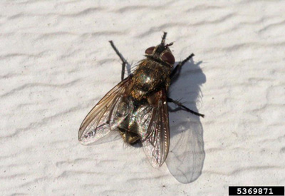 Cluster fly