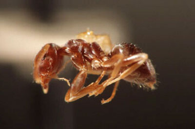 Cornfield ant