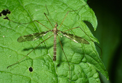 Crane flies