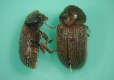 Drugstore beetle