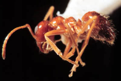 False honey ant