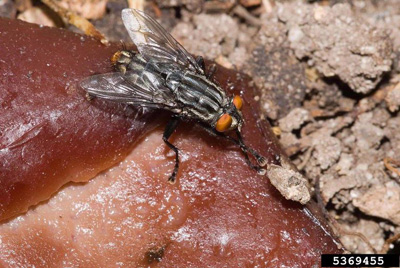 What are flesh flies?