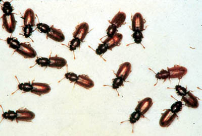 Foreign grain beetles