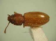 Foreign grain beetle