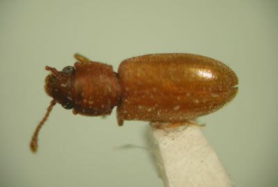 Foreign grain beetle