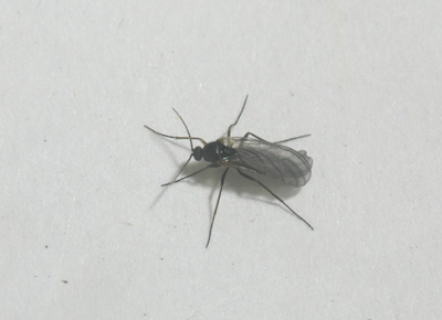 What Do I Know?: Tiny Black Bugs - Fruit Flies or Fungus Gnats?