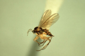 fungus gnat