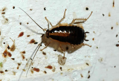 German cockroach nymph