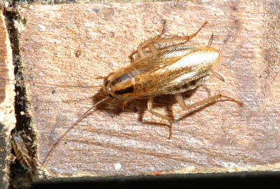 German cockroach adult