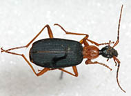 False bombardier ground beetle