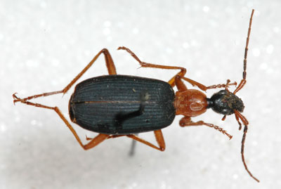 Ground beetle, Galerita sp.