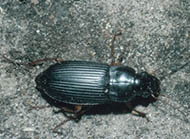 Pennsylvania ground beetle