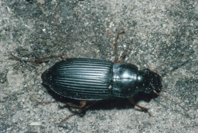 Ground beetle, Harpalus sp.