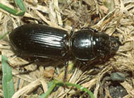 Pedunculate ground beetle