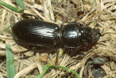 Ground beetle, Scarites sp.