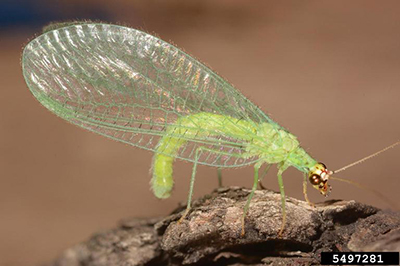 Minnesota Seasons - golden-eyed lacewing