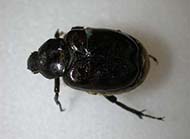 Hermit flower beetle