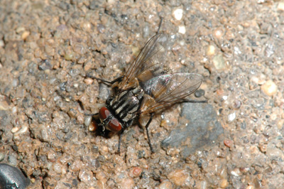 house fly