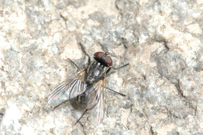 House fly