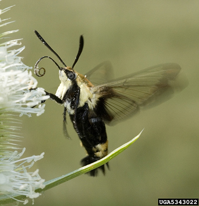 Hummingbird clearwing