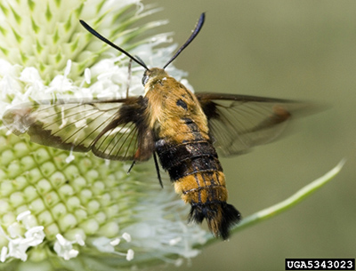 Hummingbird clearwing