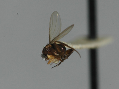 humpbacked fly