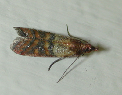 indianmeal moth