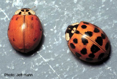 Multi-colored Asian lady beetle
