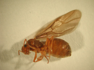 Large yellow ant queen