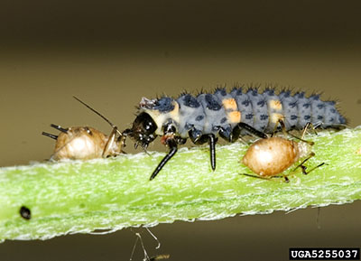 Multicolored asian lady beetle larvae