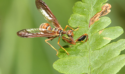 Aster leafhopper